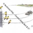 Des oiseaux sont perchés sur trois lignes téléphoniques qui se confondent avec la route où circule une voiture grise. 