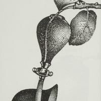 Instrument de musique, dessin original publié dans La Poire de André Balthazar et Roland Breucker