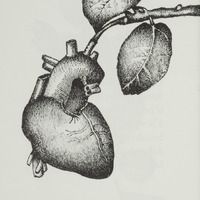 La poire cœur, dessin original publié dans La Poire de André Balthazar et Roland Breucker