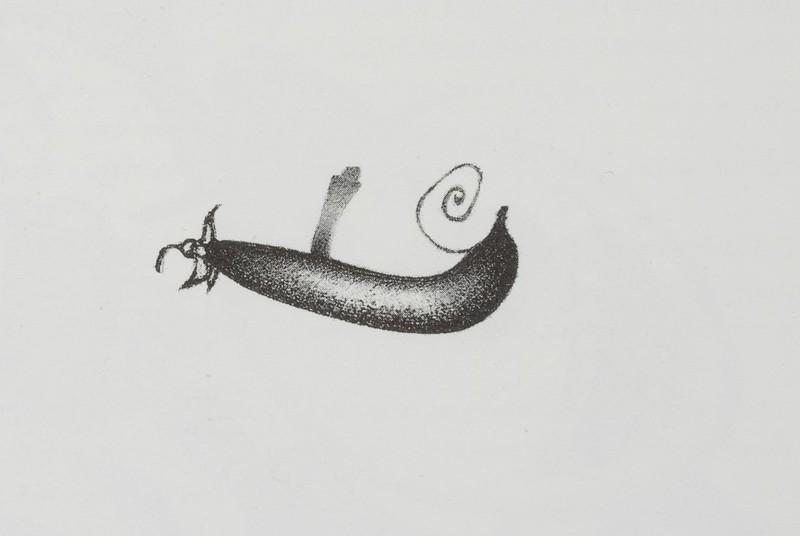 Le petit pois.jpg