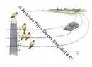 Des oiseaux sont perchés sur trois lignes téléphoniques qui se confondent avec la route où circule une voiture grise. 